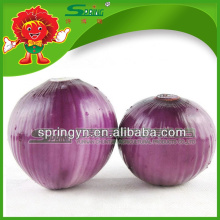 onion exporter in China onion specification fresh red onion